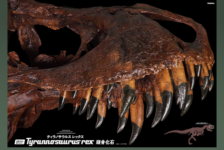 本物の大きさ特大ポスター ティラノサウルス